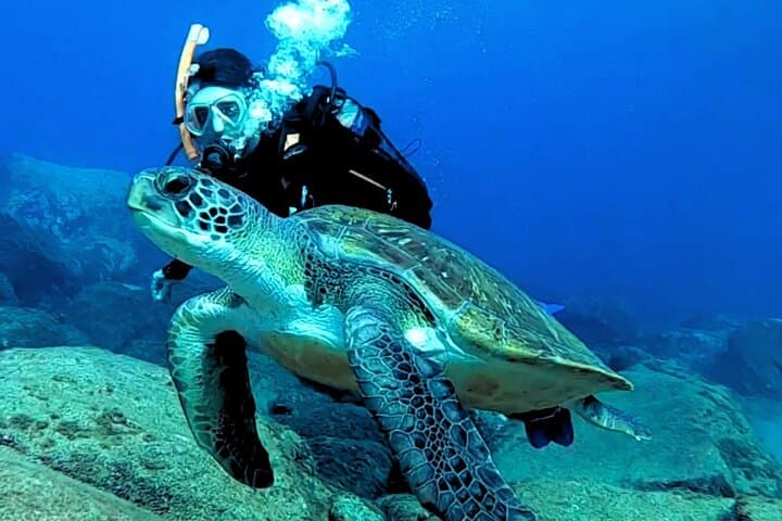 Buceo con tortugas Sitio de buceo en la pared de Palm Mar Tenerife - 2