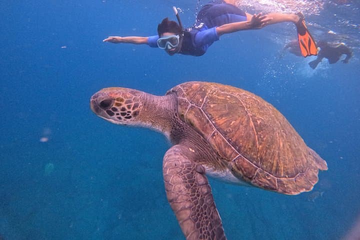 Tour de Snorkel en Tenerife en Hábitat de Tortugas - 1