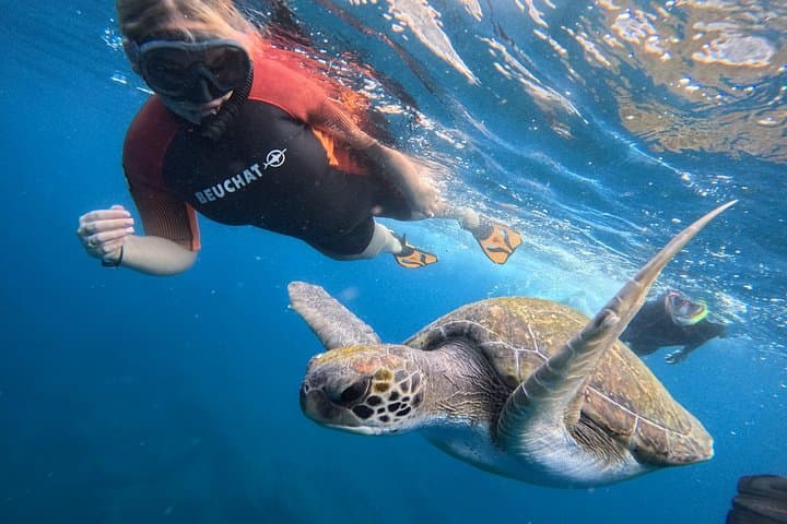 Tour de Snorkel en Tenerife en Hábitat de Tortugas - 2