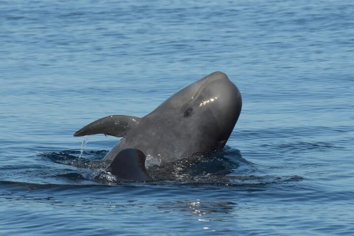 Rorcuales que visitan nuestro Santuario de ballenas - 7