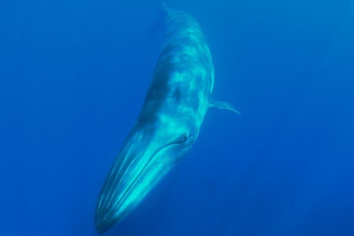 Rorcuales que visitan nuestro Santuario de ballenas - 8