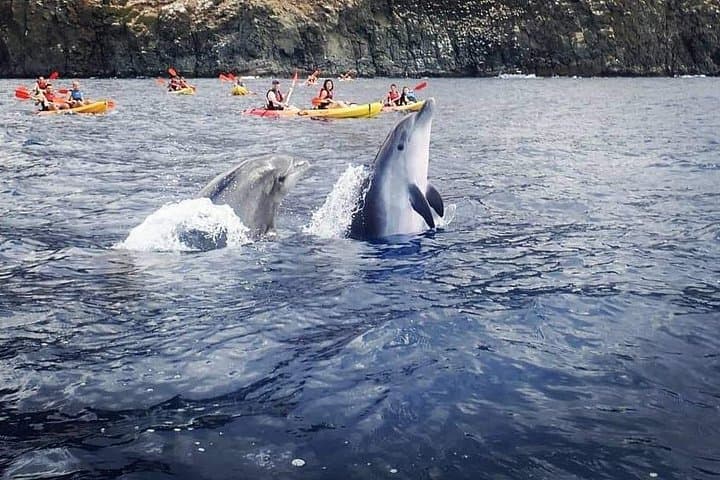 Safari Kayak & Snorkel : Busca Delfines & Tortugas en Tenerife - 4