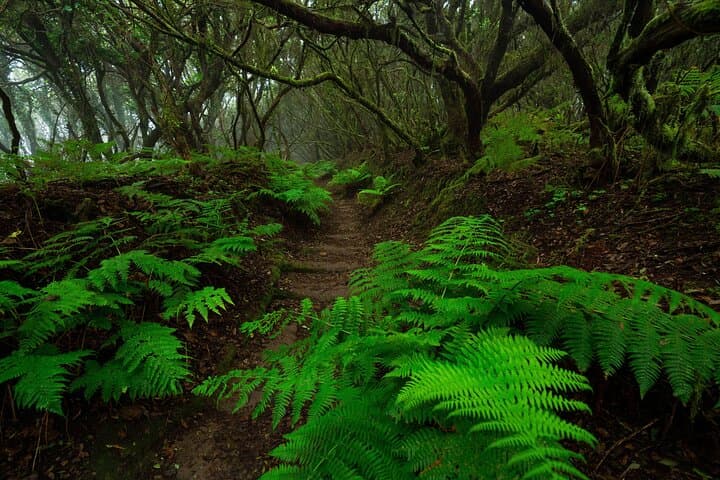 Helechos en el bosque de Anaga - 7