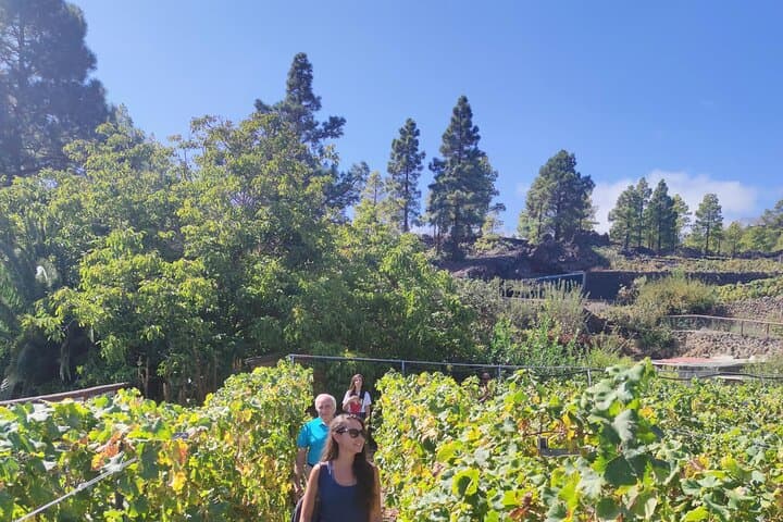 Visita a Viñedo de Montaña en Arafo y Cata de Vinos Ecológicos - 7