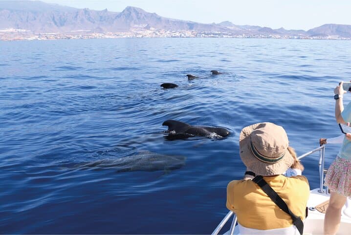 Costa Adeje: Avistamiento de cetáceos en Tenerife Sur - 2