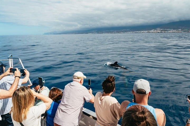 Tenerife Excursión en Ecoyate para Avistamiento de Ballenas - 2