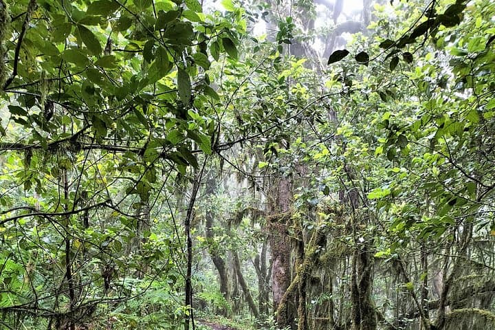 https://media-cdn.tripadvisor.com/media/attractions-splice-spp-720x480/15/68/81/37.jpg - 4