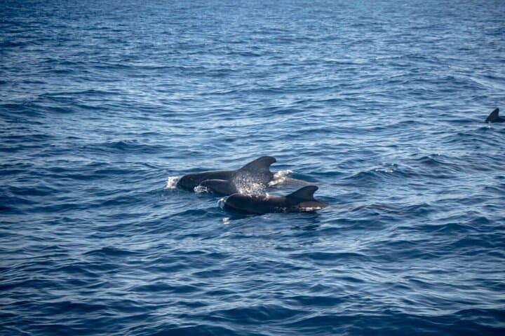 sailing de ocean - 7