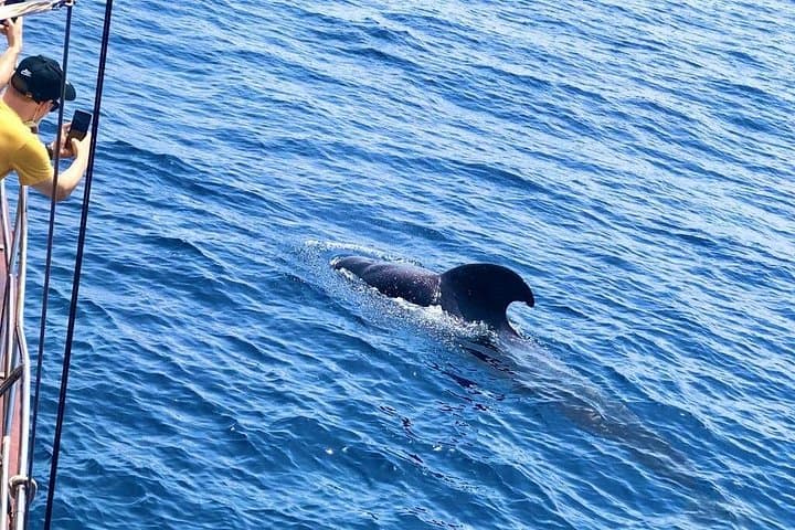 Tenerife: Avistamiento de Ballenas y Delfines con Chapuzón - 6