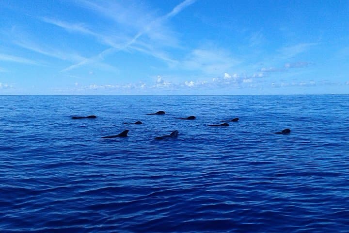 Safari de ballenas hasta Los Gigantes con recogida desde Norte - 5