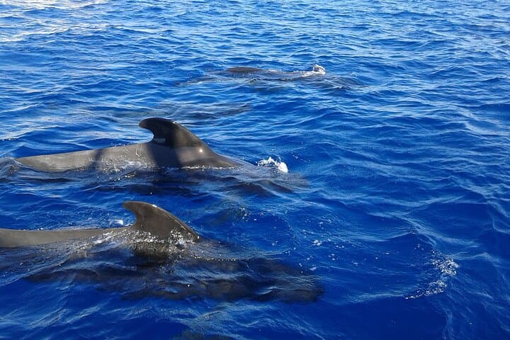Descubre Ballenas en Tenerife : Tour en Yate Compartido, Natación & Almuerzo - 4