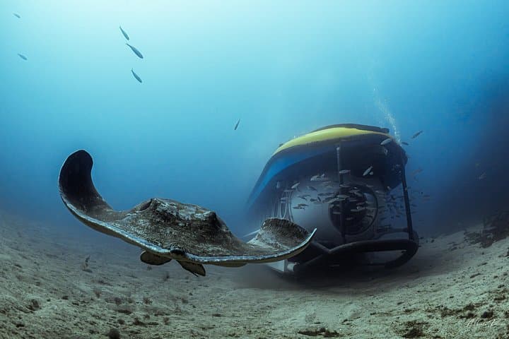 Tour Submarino de Tenerife con Recogida en Los Gigantes - 5