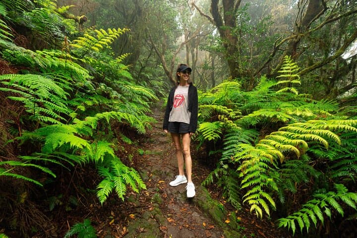 Helechos en el bosque de Anaga - 1