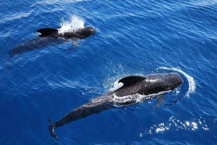 Tenerife Avistamiento Delfines y Ballenas con Parada Para Nadar - 3