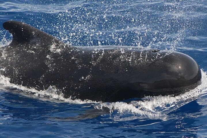 Chárter Privado Avistamiento de ballenas y delfines Max 11 pax - 7