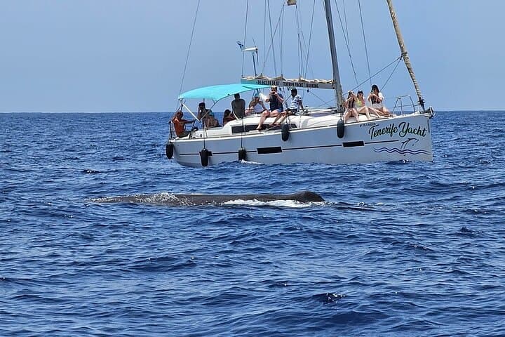 Chárter Privado Avistamiento de ballenas y delfines Max 11 pax - 2