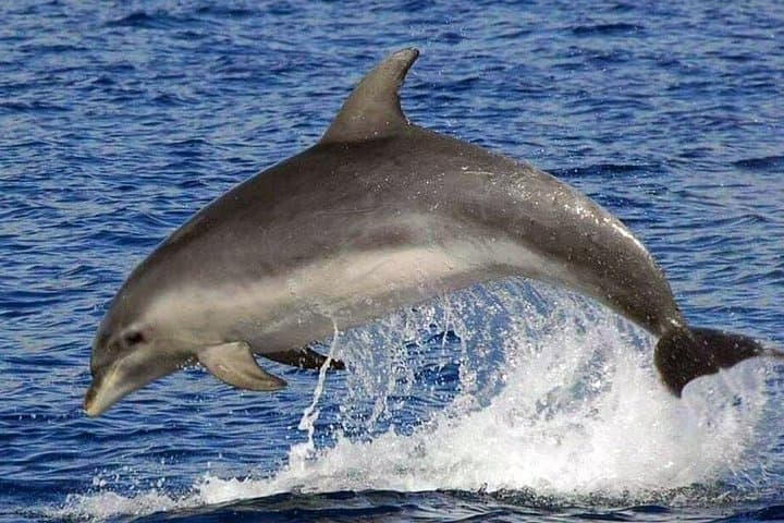 Chárter Privado Avistamiento de ballenas y delfines Max 11 pax - 8