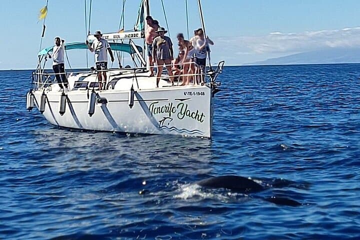 Avistamiento de cetáceos en velero (máx. 11 pax) Costa Adeje - 7