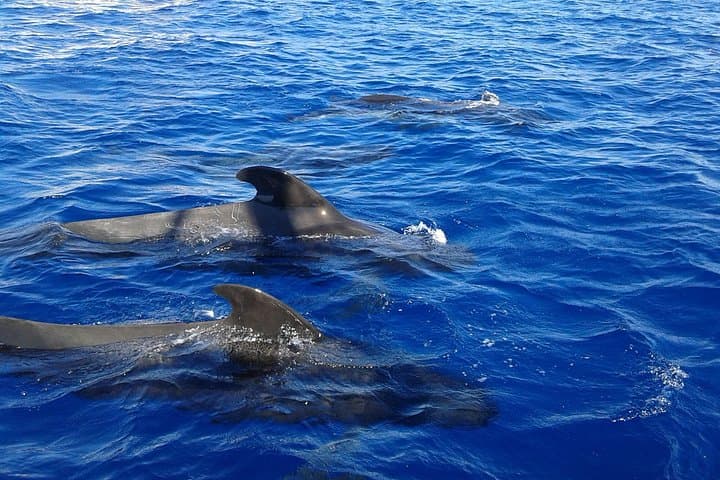 Descubre ballenas en Tenerife: tour en yate con baño y almuerzo - 2