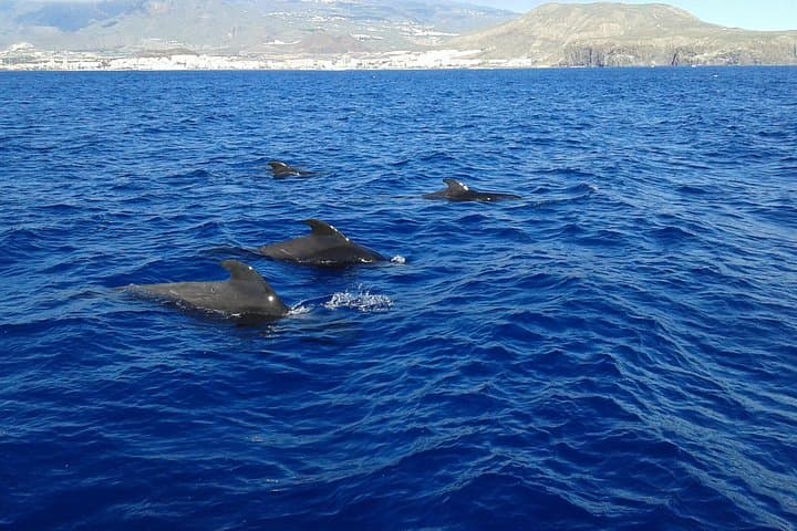 Safari de ballenas hasta Los Gigantes con recogida desde Norte - 7