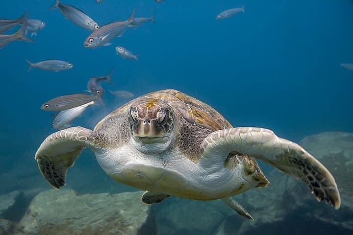 Grupo de buzos con peces
Buceo principiante en Tenerife — tu primera aventura submarina rodeado de peces de colores en aguas cristalinas. - 2