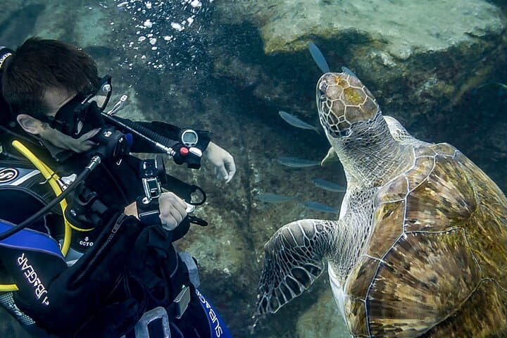 Grupo de buzos con peces
Buceo principiante en Tenerife — tu primera aventura submarina rodeado de peces de colores en aguas cristalinas. - 5