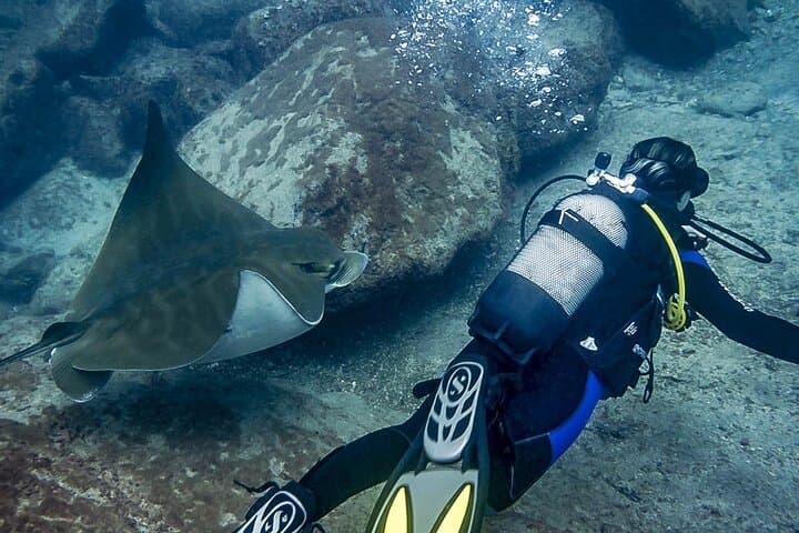 Grupo de buzos con peces
Buceo principiante en Tenerife — tu primera aventura submarina rodeado de peces de colores en aguas cristalinas. - 6