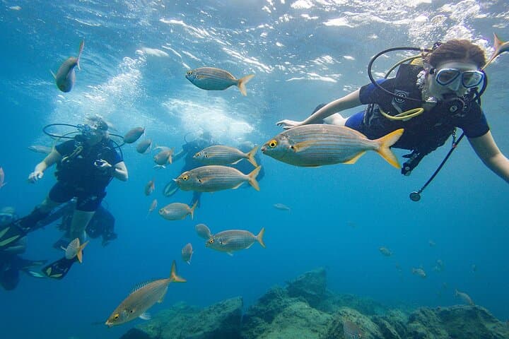 Grupo de buzos con peces
Buceo principiante en Tenerife — tu primera aventura submarina rodeado de peces de colores en aguas cristalinas. - 8