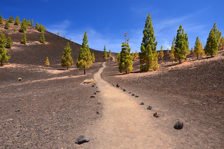 Parque Nacional del Teide Paisajes y vida silvestre del volcán Safari Ride - 6