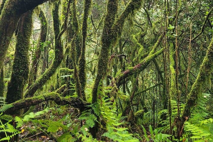bosque de laurisilva - 3