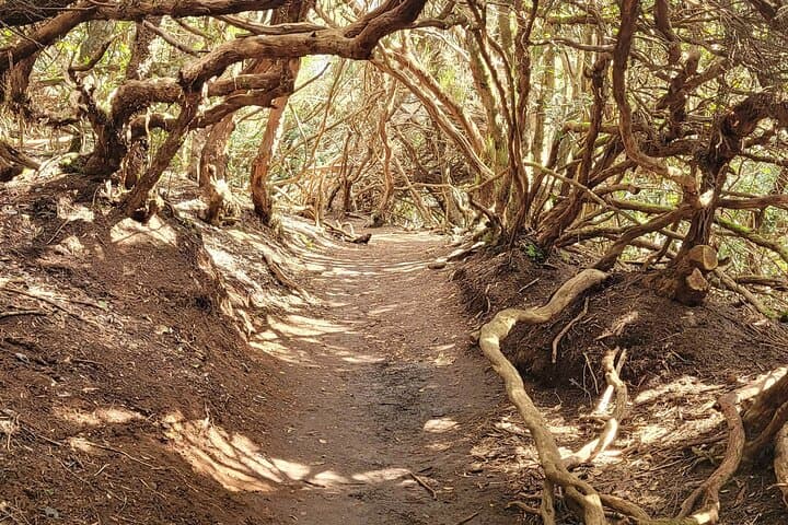 bosque de laurisilva - 4