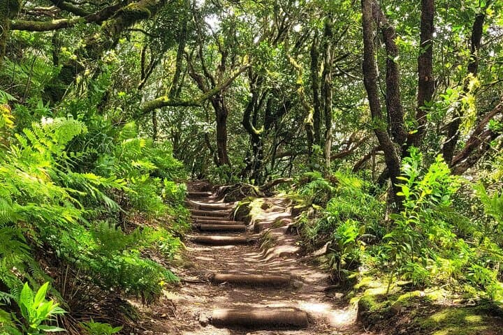 bosque de laurisilva - 2
