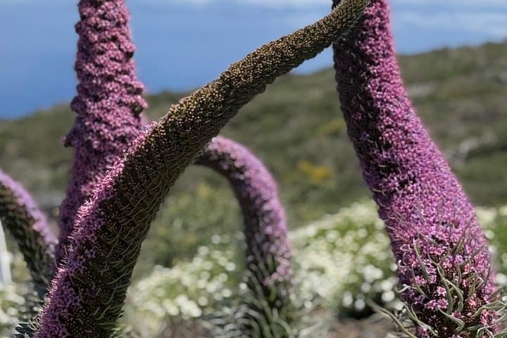 Caminata volcánica y cueva de lava en el Parque Nacional del Teide. Recogida gratuita. - 7