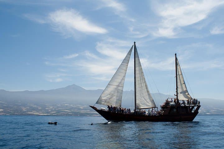 Observación respetuosa de ballenas en un barco de madera y nadar - 5