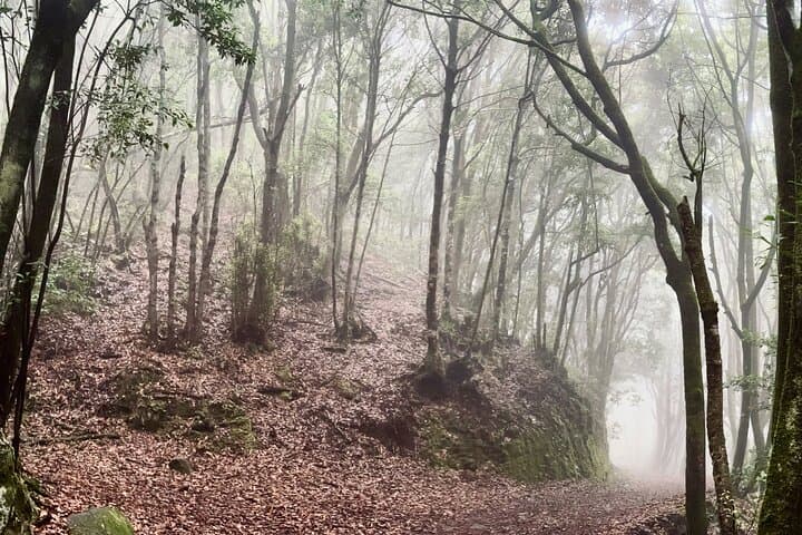 Senderismo sobre Masca a través de bosques relictos de laurel. Traslado incluido. - 6
