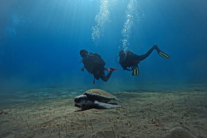 Beginner's Dive at a Spot with Turtle Sightings in Tenerife - 2