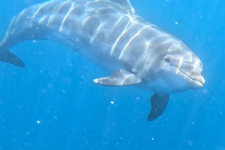 Avistamiento de Tortugas y Delfines de Tour de Kayak y Snorkeling - 3