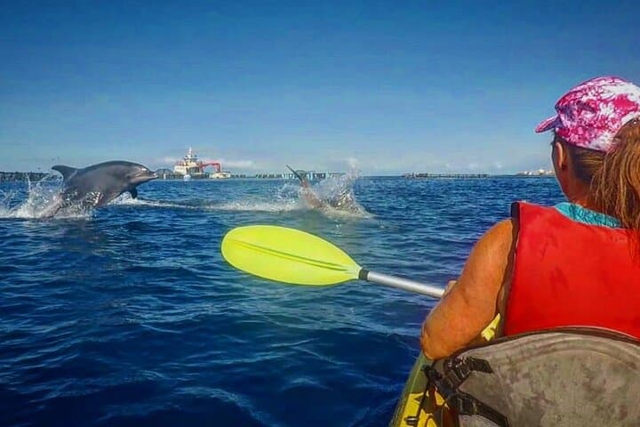 Avistamiento de Tortugas y Delfines de Tour de Kayak y Snorkeling - 2