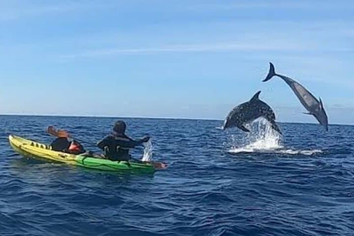 Avistamiento de Tortugas y Delfines de Tour de Kayak y Snorkeling - 4