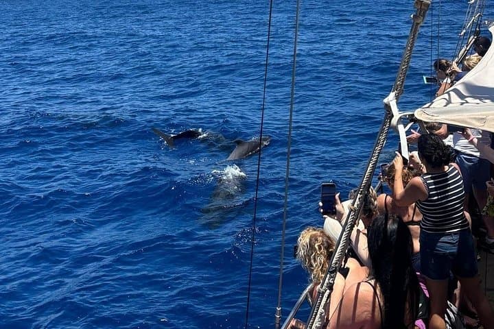 Tenerife: Avistamiento de Ballenas y Delfines con Chapuzón - 5