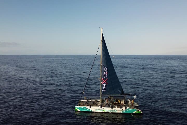 Eco catamarán avistamiento de ballenas en Tenerife - 7