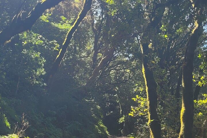 bosque de laurisilva - 6