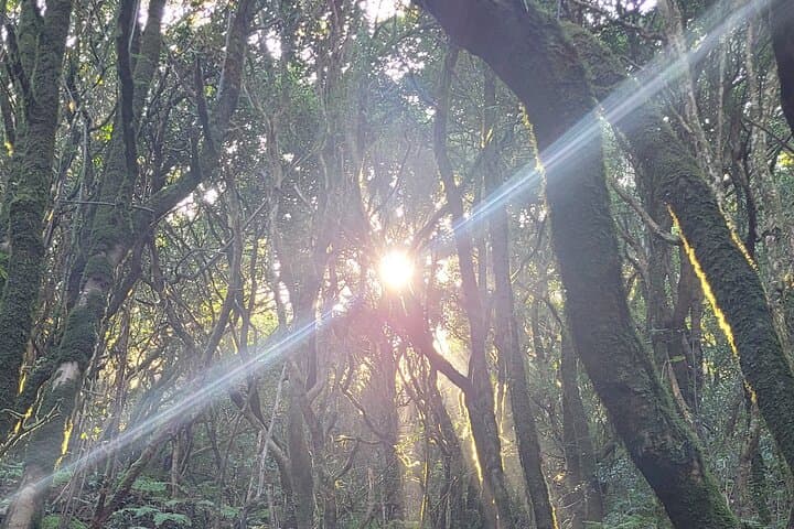 bosque de laurisilva - 7