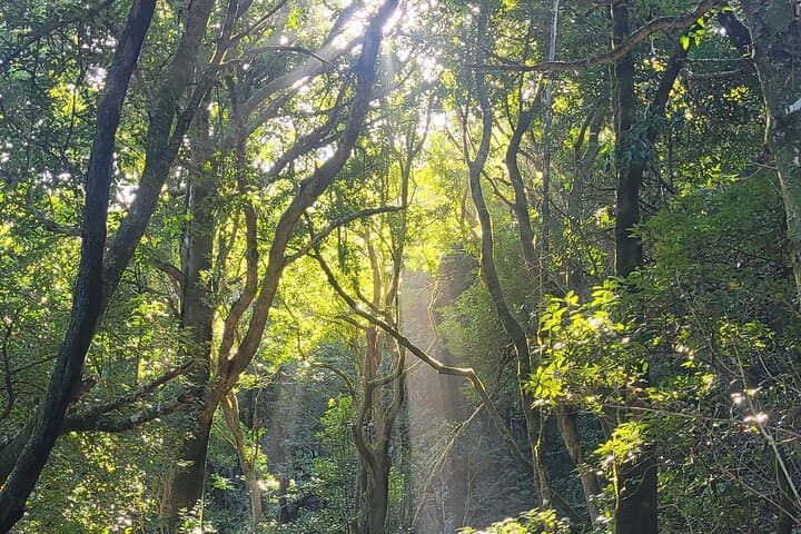 bosque de laurisilva - 8