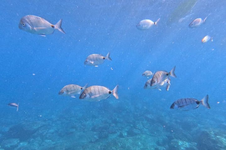 Aventura guiada en kayak y snorkel en Tenerife - 4