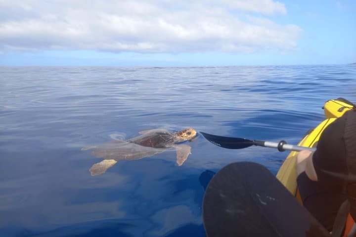 Aventura guiada en kayak y snorkel en Tenerife - 6