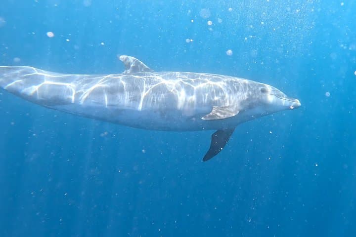 Aventura guiada en kayak y snorkel en Tenerife - 8