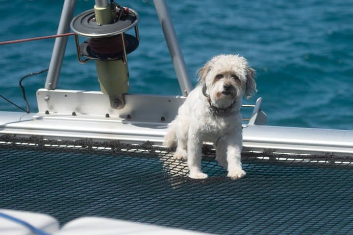 Alquiler de catamarán privado 4 horas - 8