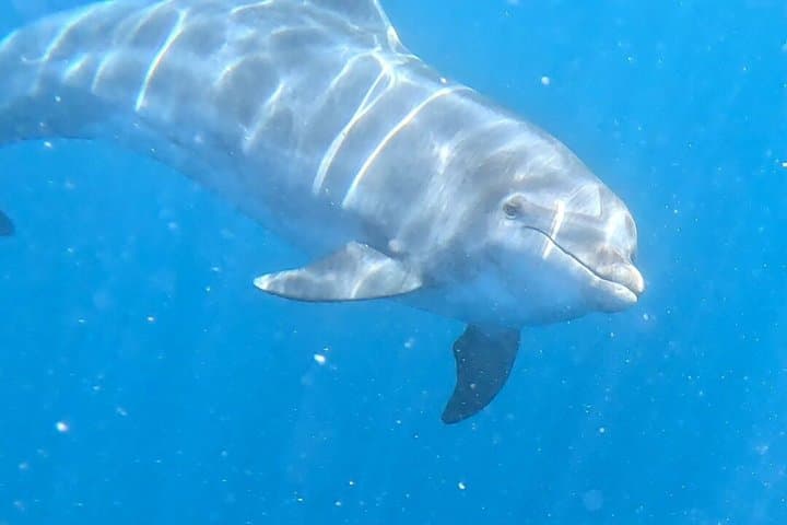 Tour en kayak por el sur de Tenerife - 3