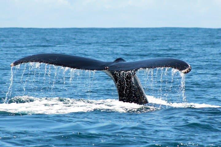 Tour Privado en Costa : Aventura de avistamiento de ballenas en Costa Adeje - 5